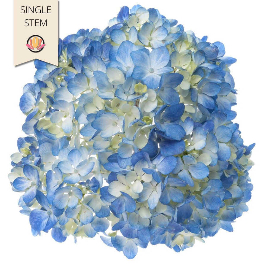 Hydrangea Blue bella supsel(st