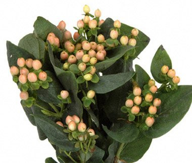 Hypericum MellonRom Spr 70 f.c