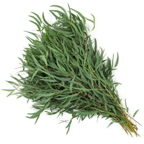 Eucalyptus Willow regional