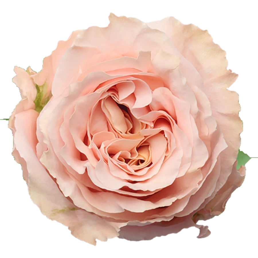 Rose Shimmer 60cm rfi