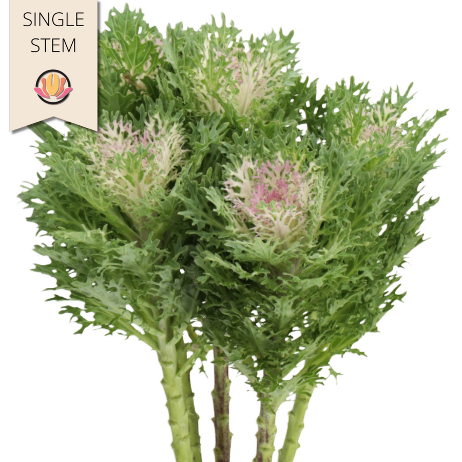 Kale CraneKing holl(STEM)