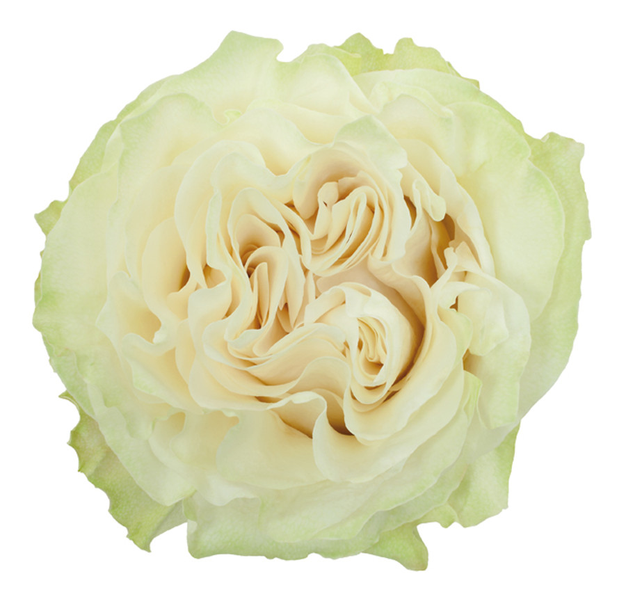 Rose Moonstone 70cm rprima