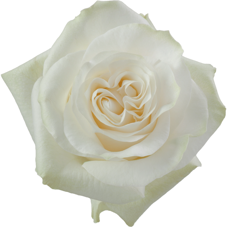 Rose Moonstone 70cm rprima