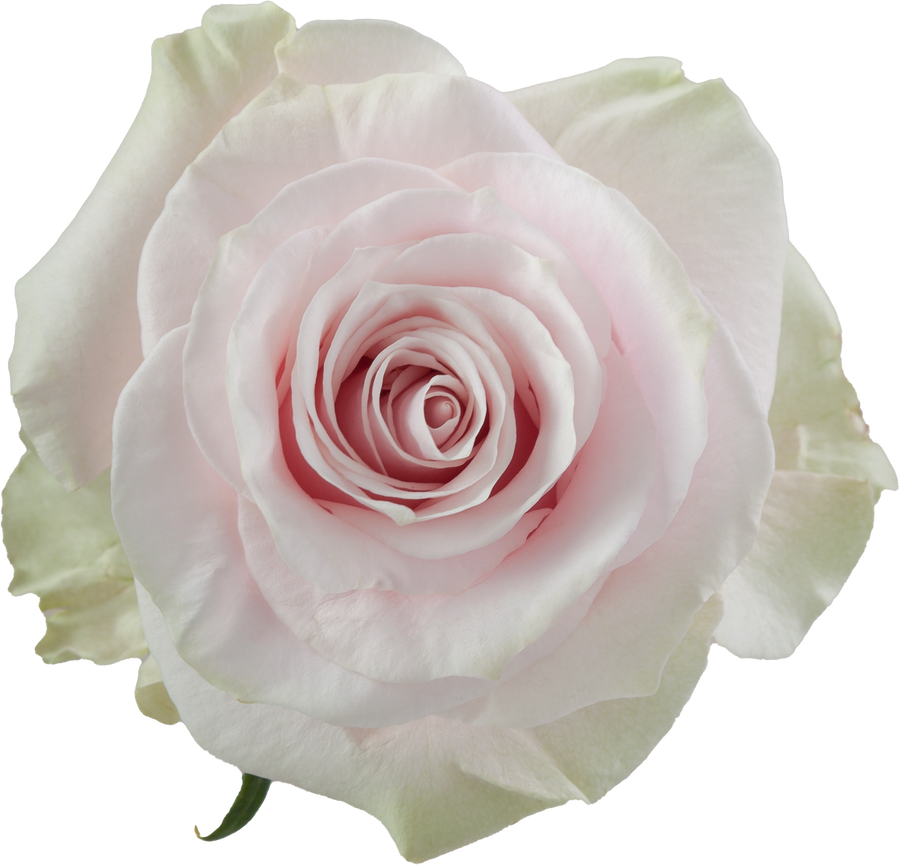 Rose Pk Mondial 60cm rprima