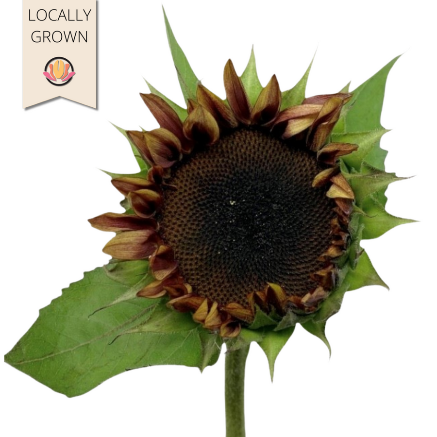 Sunflower Plum (Bicolor) cramer