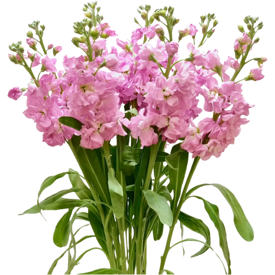 Stock Pink Singing
