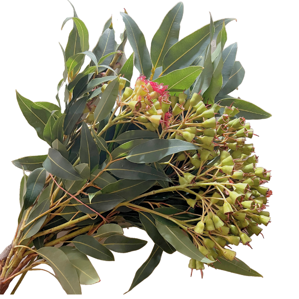 Eucalyptus Pods Small tutuli