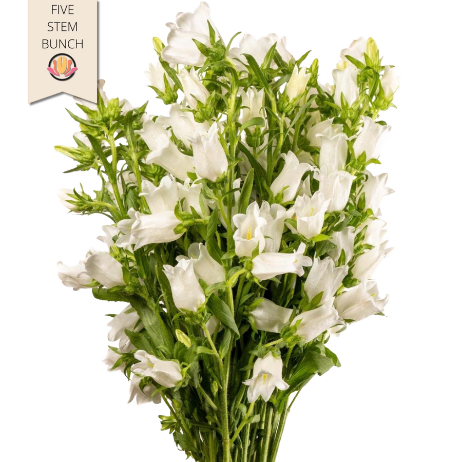Campanula White esm (5stm)