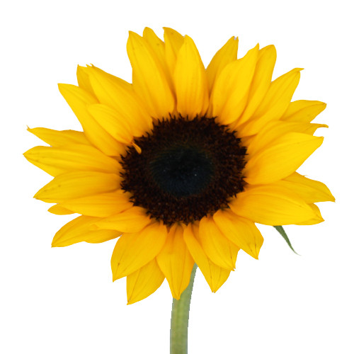 Sunflower Medium f.c. (10 stm)