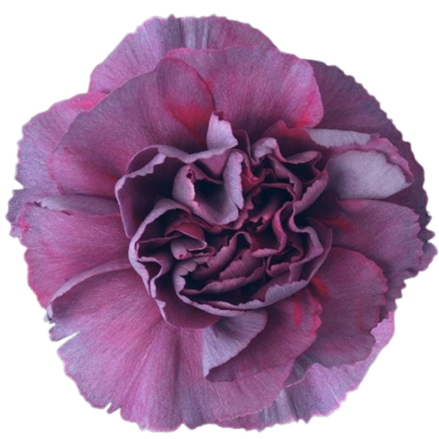 Carnation Sel. Hypnosis sole