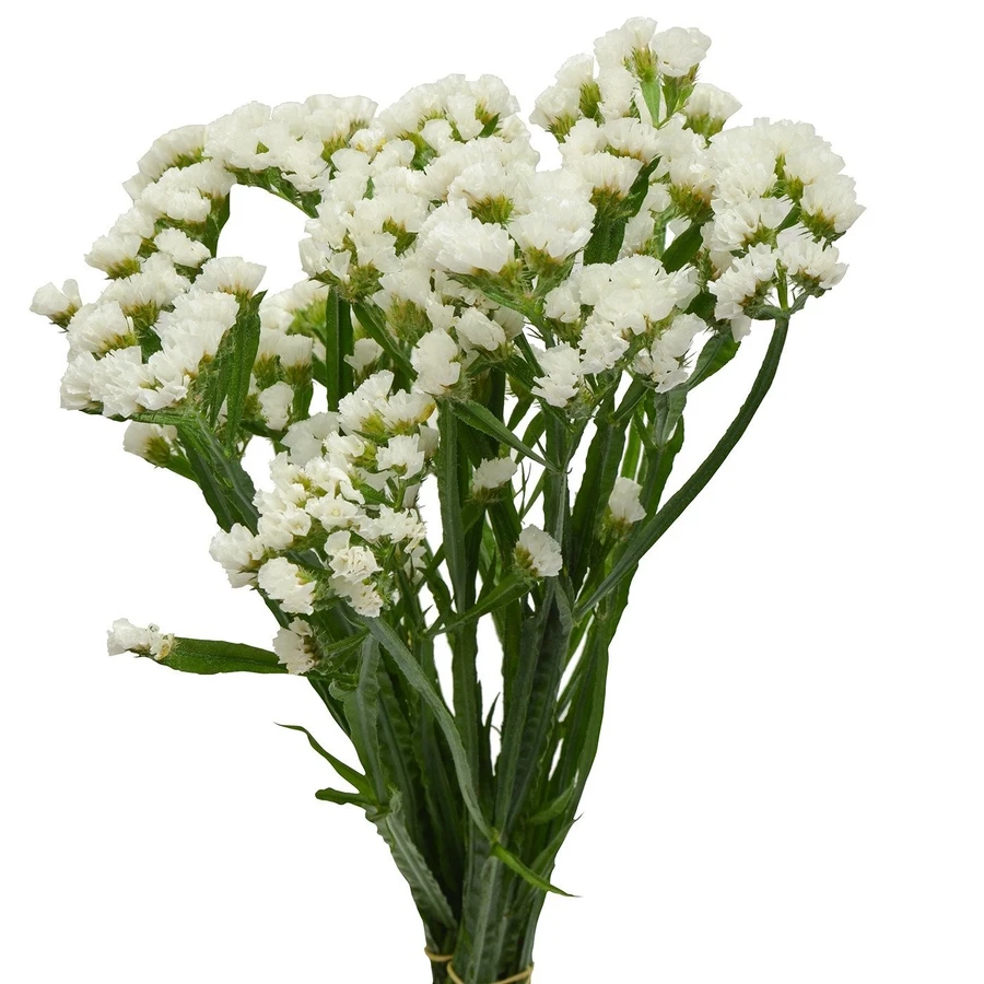 Statice White sole