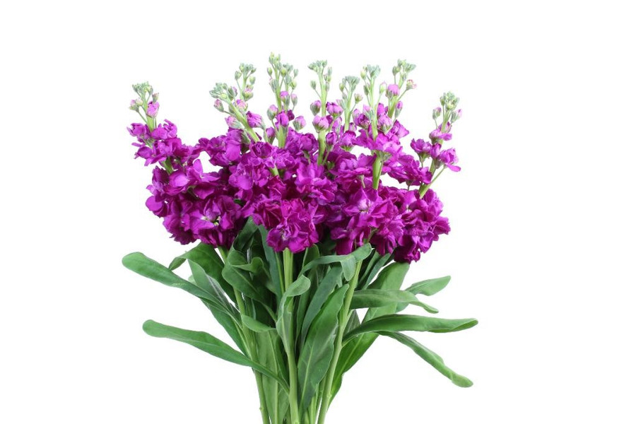 Stock Hot Pink sing