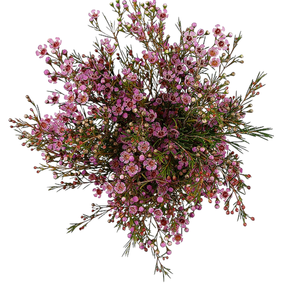 Waxflower Pink fresca