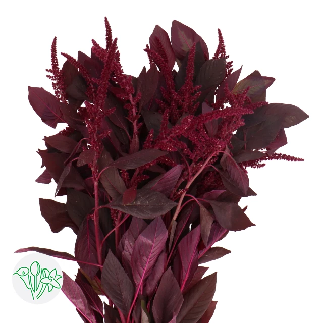 Amaranthus Cruen Velvet holl u