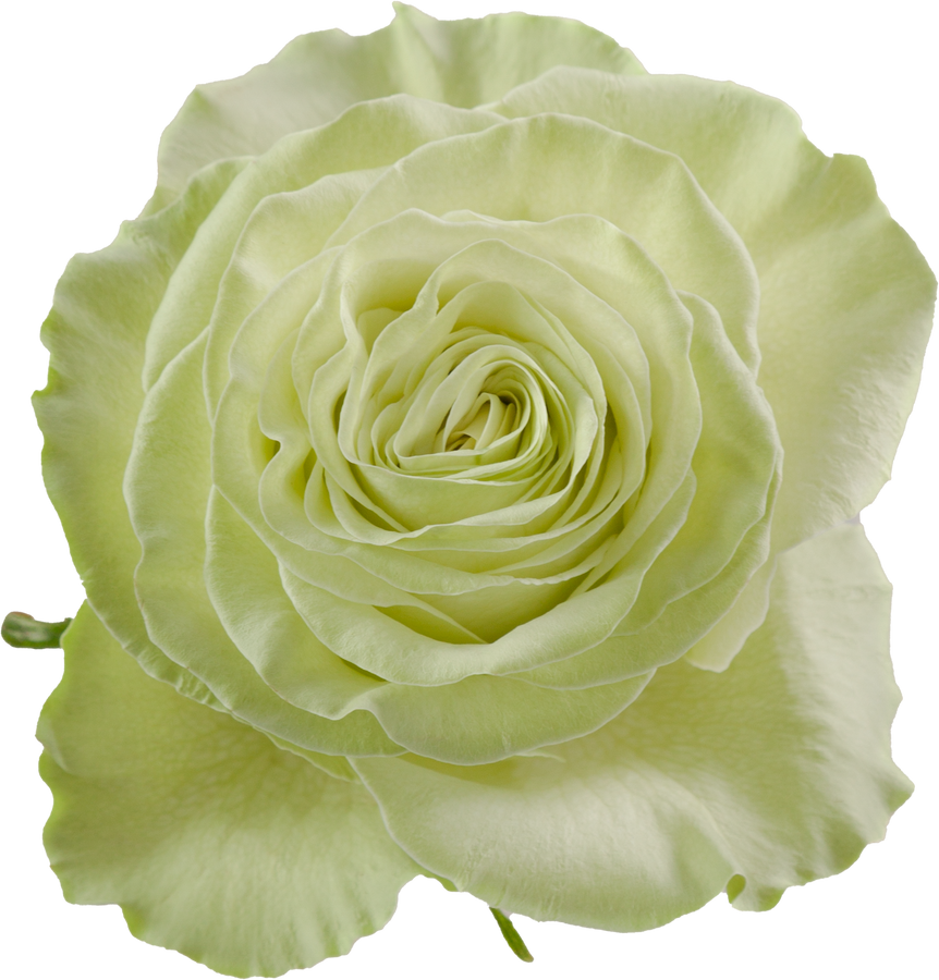 Rose Wasabi 60cm rprima