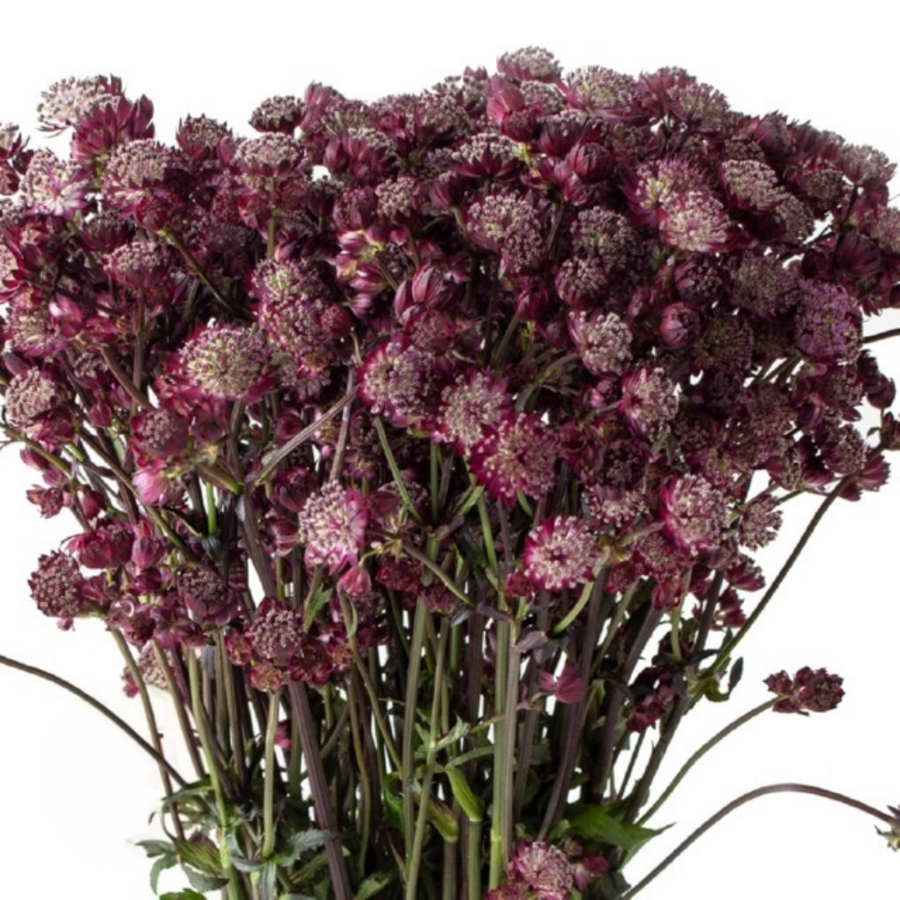 Astrantia - Star of Love, Holex