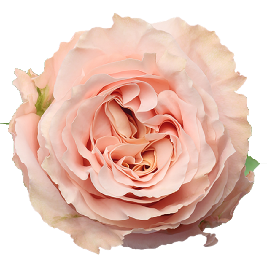 Rose Shimmer 60cm rprima