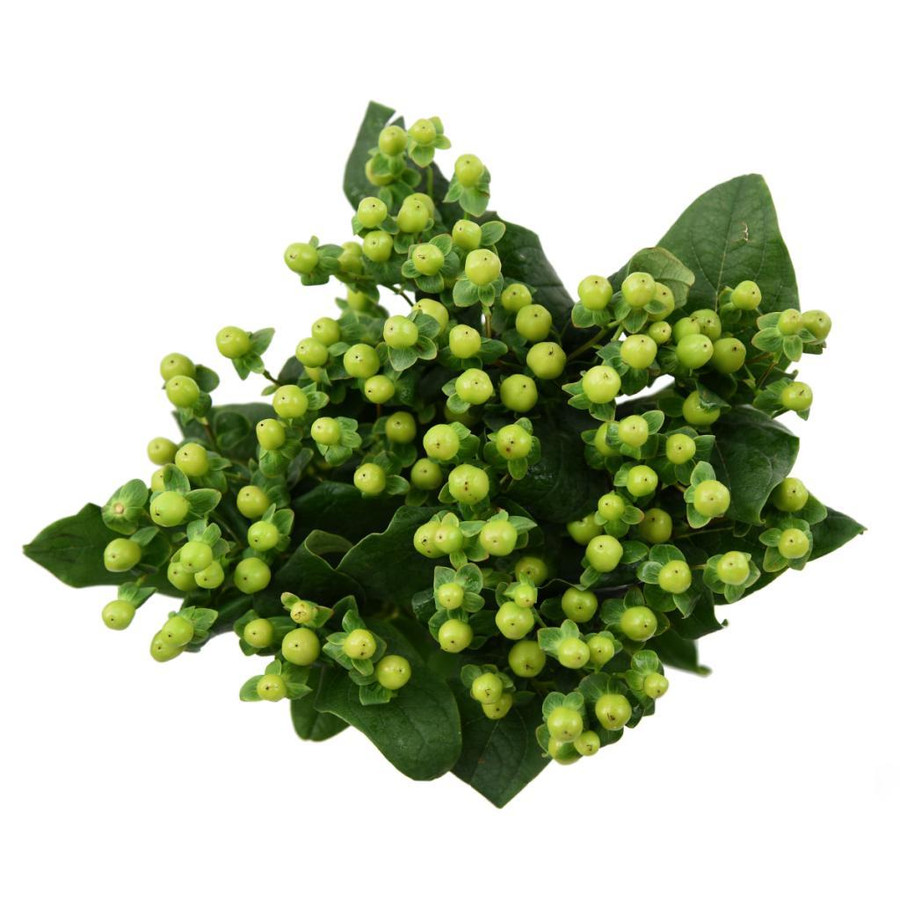 Hypericum Jungle Romance 60cm