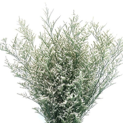 Limonium White misty