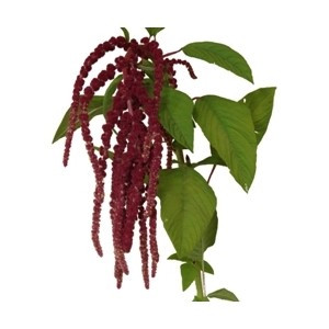 Amaranthus Red hang tutuli