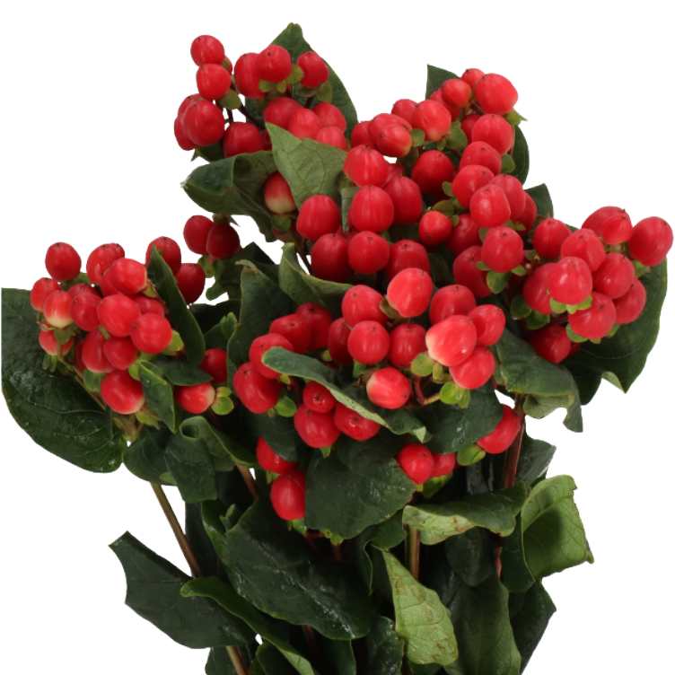 Hypericum Red Light Romance 70cm