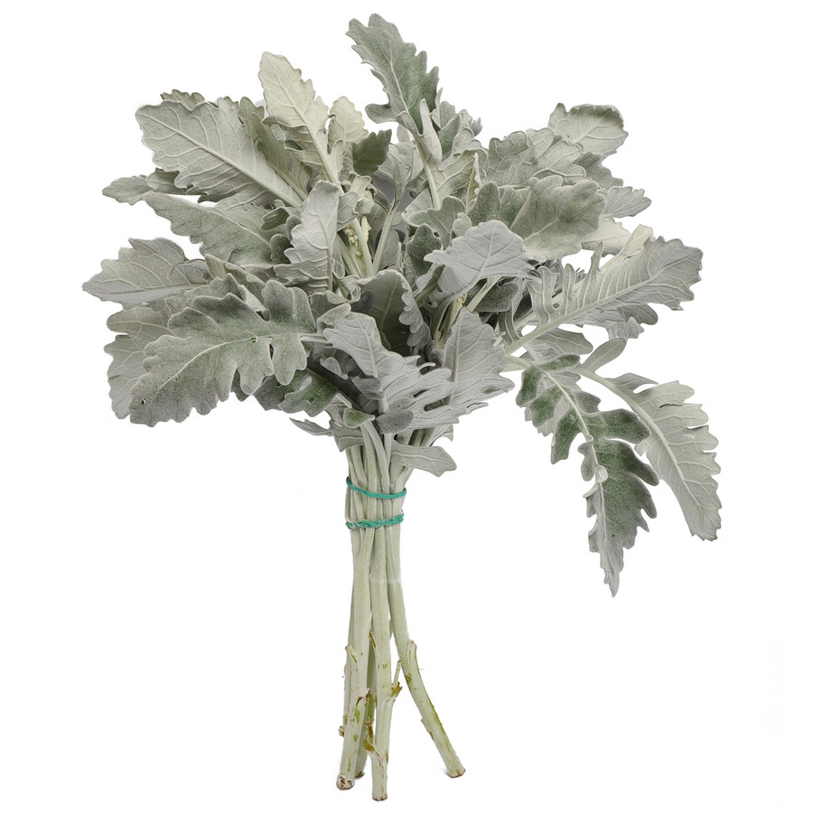 Dusty Miller  f.c.