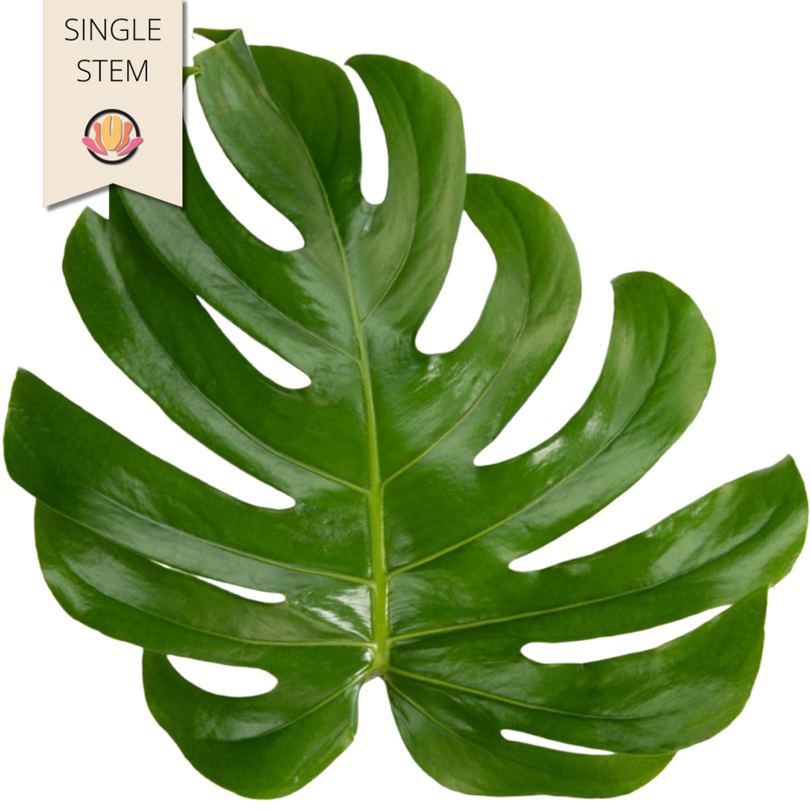 Monstera Leaf Medium national (stem)