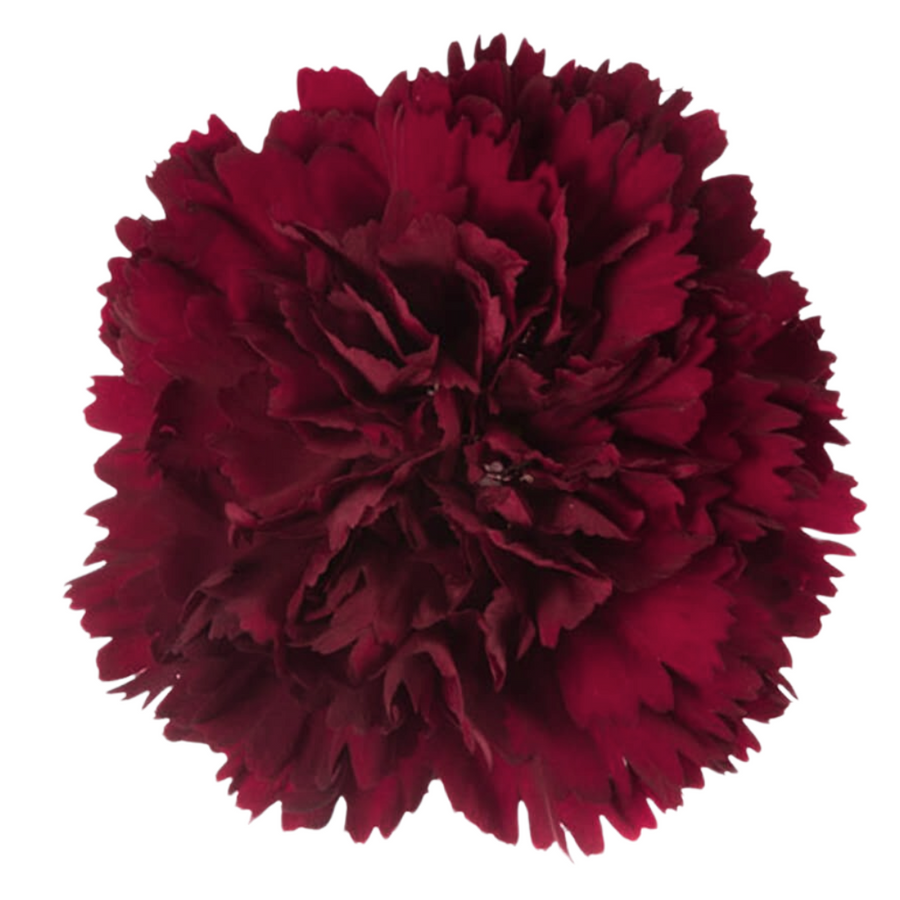 Carn. Sel. Burgundy sole