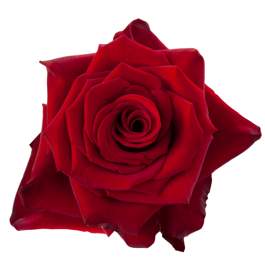 Rose Red Paris 60cm rprima