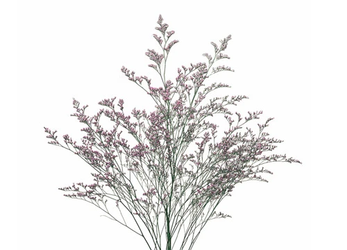 Limonium Supreme misty.