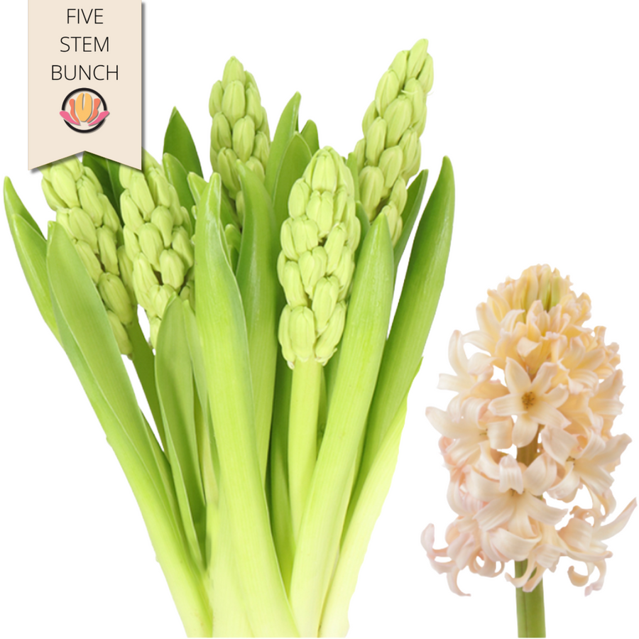 Hyacinth Org Lion holl