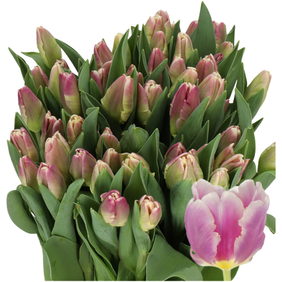 Tulip Parrot Cracker holl