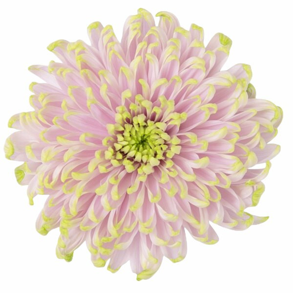 Mum Cremon Rossano Charlotte s