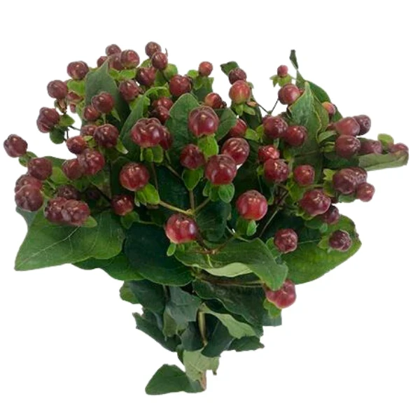 Hypericum RockyRomance 50cm f.
