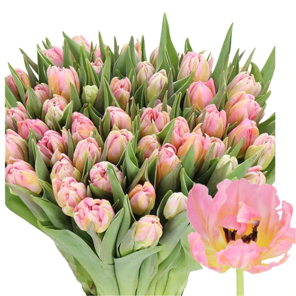 Tulip Dbl Pink holl