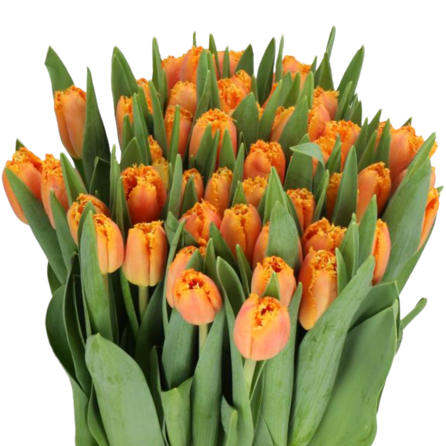 Tulip Frill Orange holl
