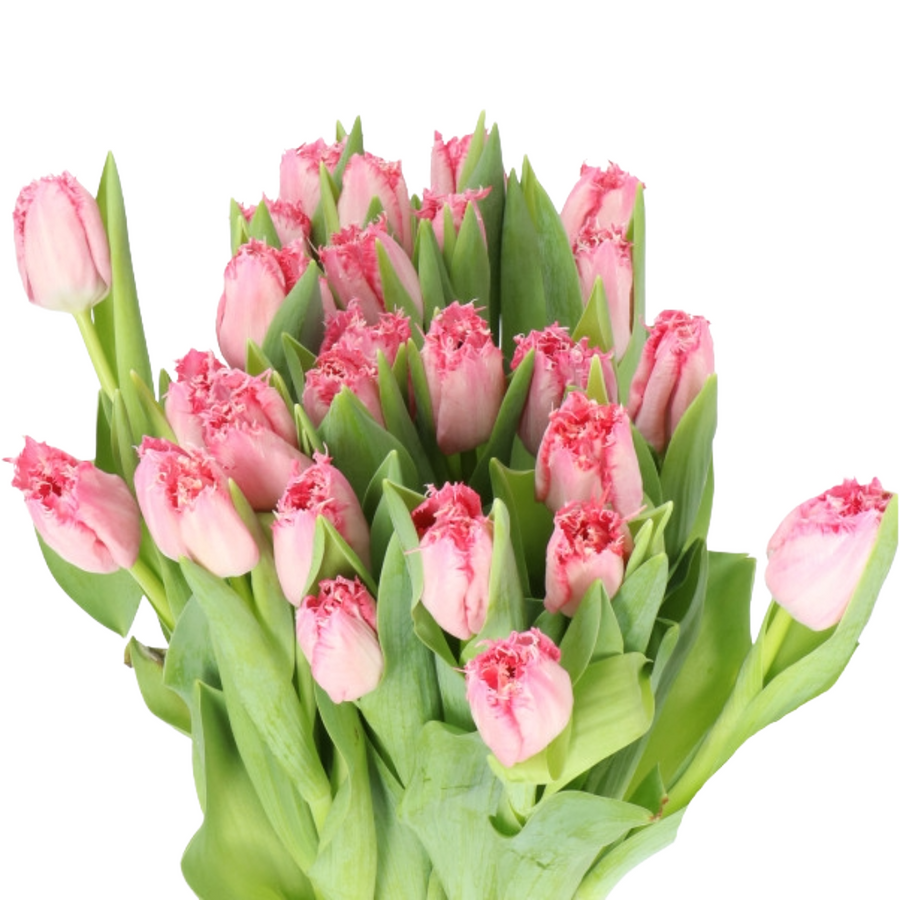 TulipFrill Pink, Holex