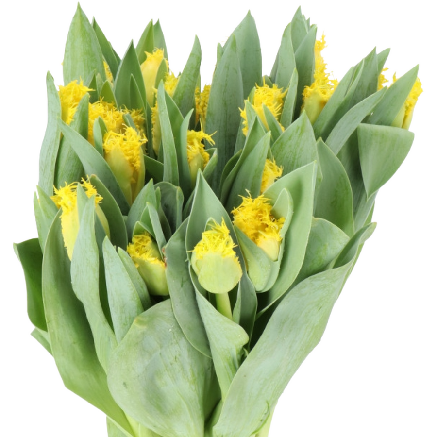 Tulip Frill Yellow holl