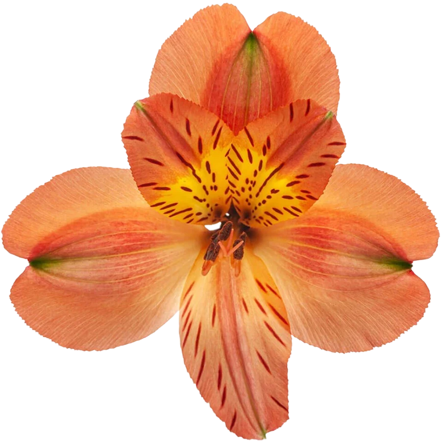 Alstro Orange Sel BM