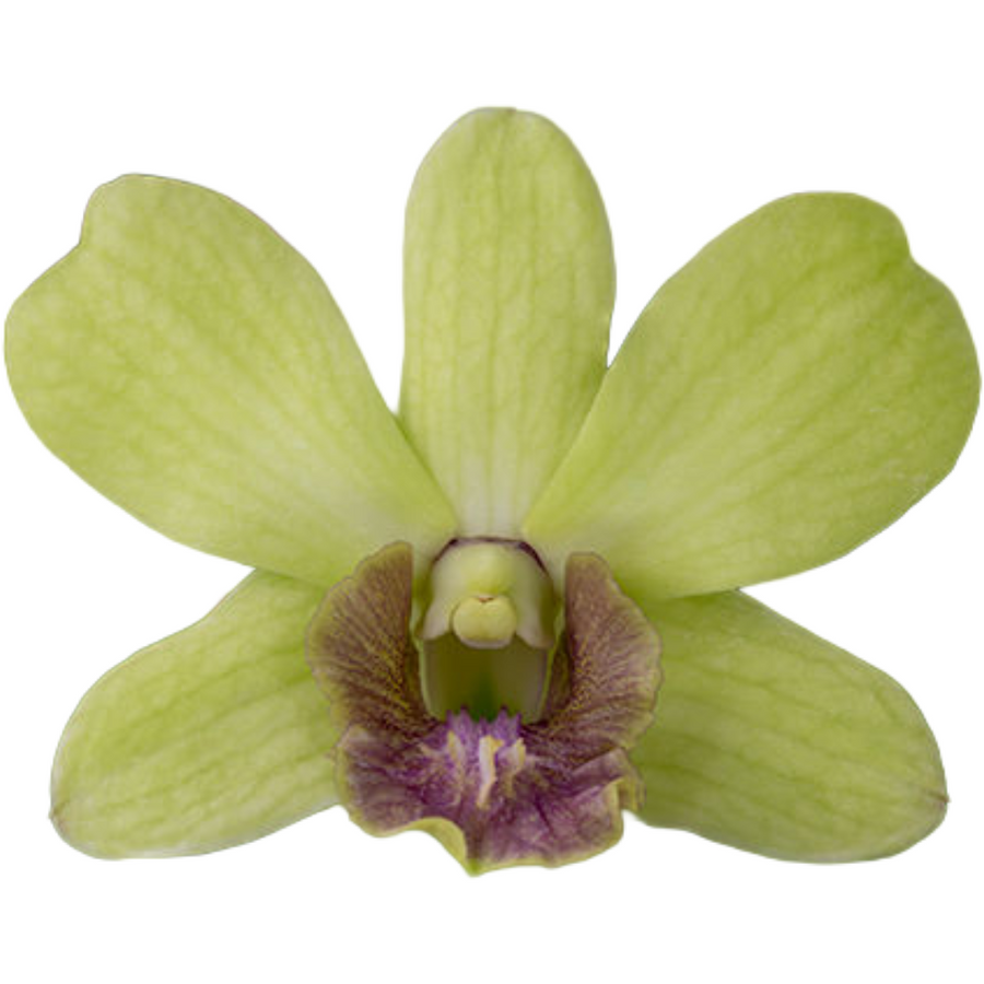 Dendro Jade Siam (bunch), National