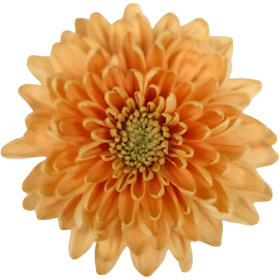 Mum Cremon Rossano Orange Sole