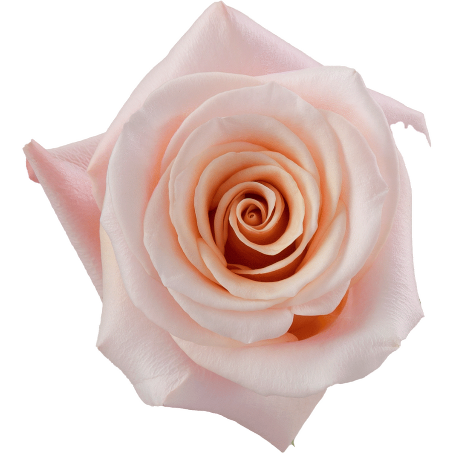 Rose Mother Of Pearl 80cm rpri