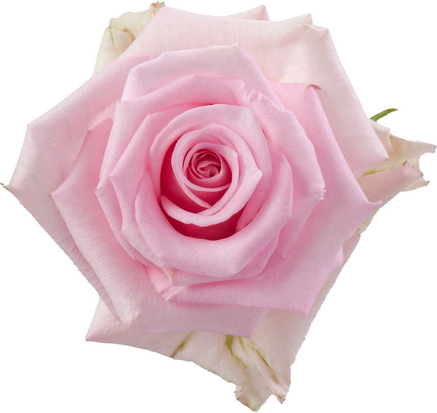 Rose Jessika 60cm rprima