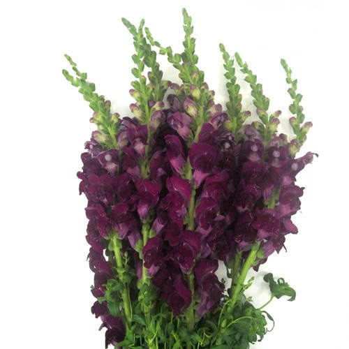 Snapdragon Purple hendricks