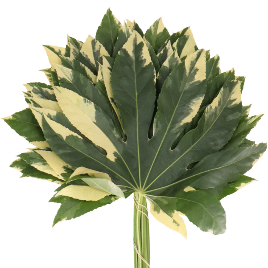 Aralia Varigated holl