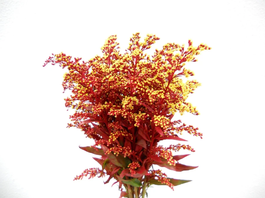 Solidago Red misty
