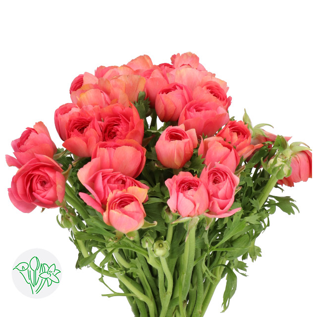 Ranunculus Cloony Fragolino ho