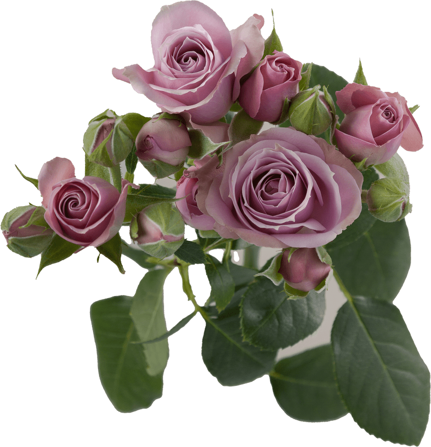 RoseSpray Lavender Irishka r