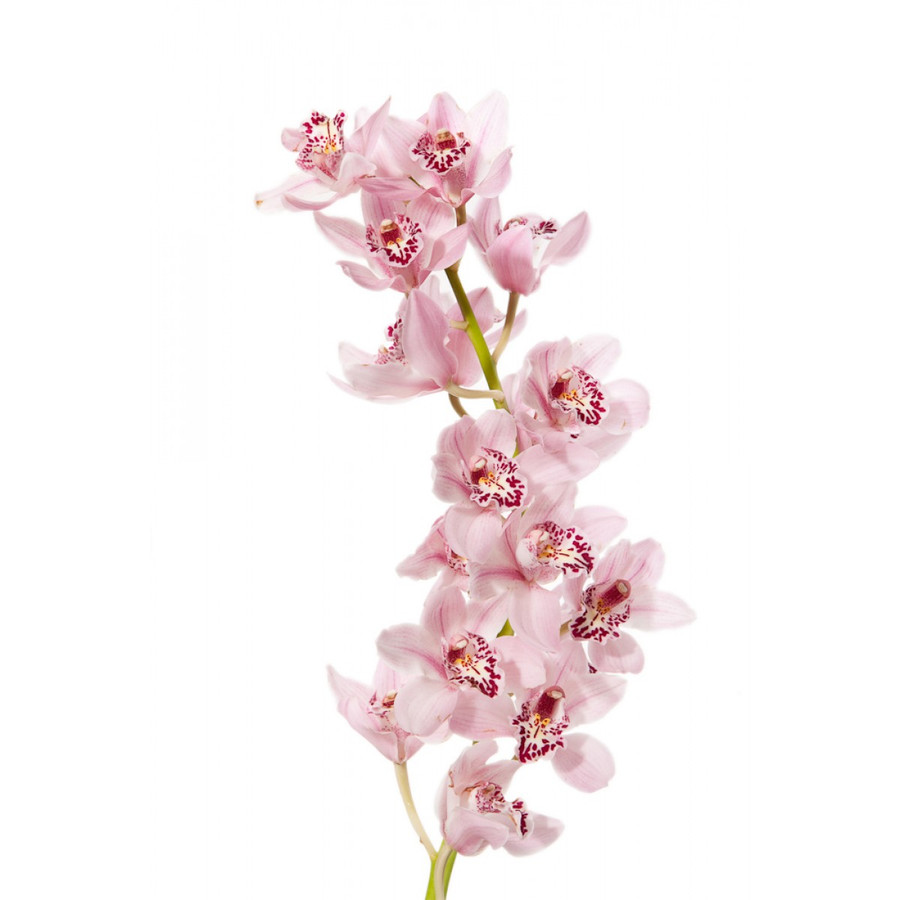 Cymbidium Pink by(STEM)