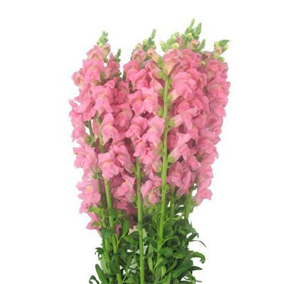 Snapdragons Pink hendricks
